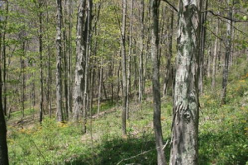 Viewing Image 2
