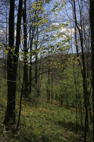 Viewing Image 3
