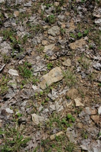 Viewing Image 9