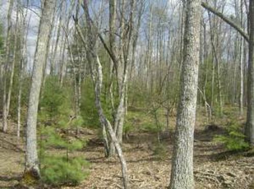 Land for Sale, ListingId:14728159, location: 3 Back Airport Road 3 Marlinton 24954