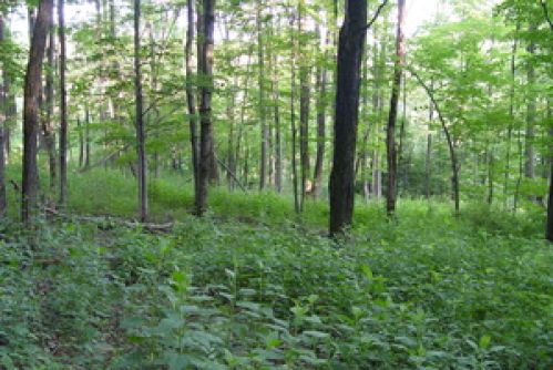 Viewing Image 5