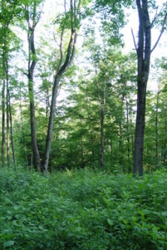 Viewing Image 7