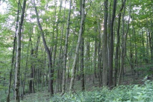 Viewing Image 8