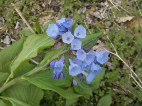 Viewing Image 26