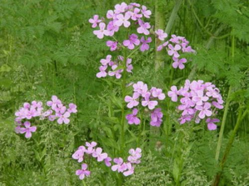 Viewing Image 50