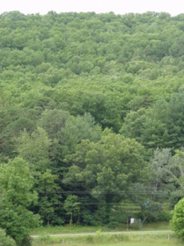 Land for Sale, ListingId:16756393, location: 5442 Sweet Springs Valley Gap Mills 24941