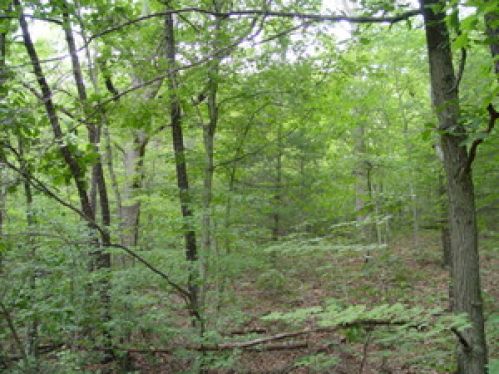 Viewing Image 9