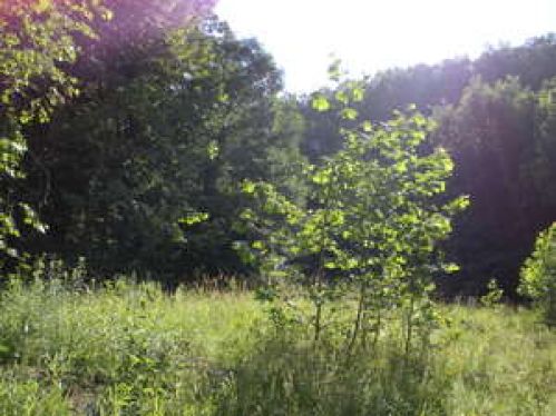 Viewing Image 7