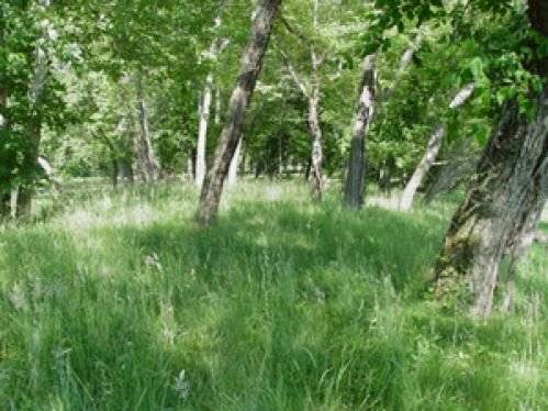 Viewing Image 60