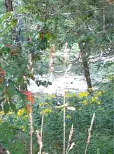 Viewing Image 4