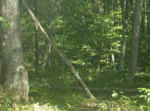 Viewing Image 7