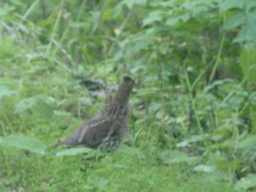 Viewing Image 30
