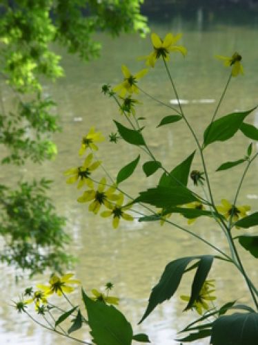 Viewing Image 31