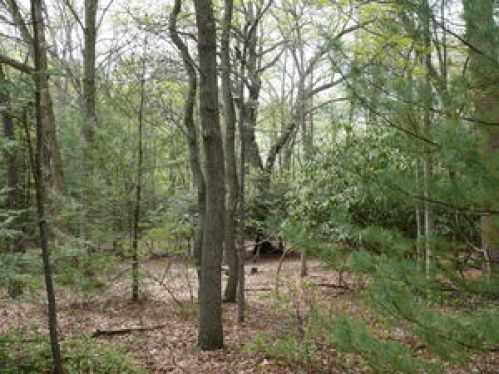 Viewing Image 11