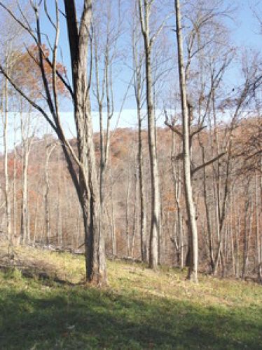 Land for Sale, ListingId:17365097, location: 76 Rt 20 Charmco 25958