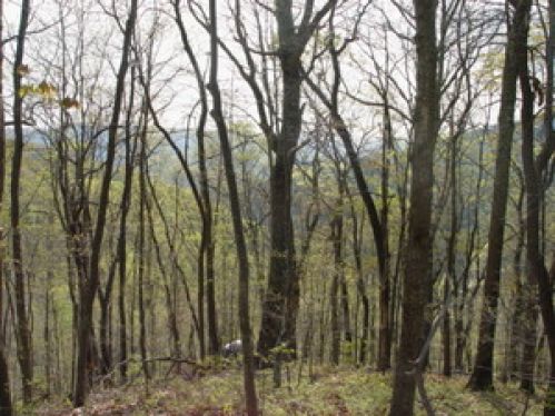 Land for Sale, ListingId:18823974, location: 146 Duncan Branch Rd. Green Sulphur Springs 25966