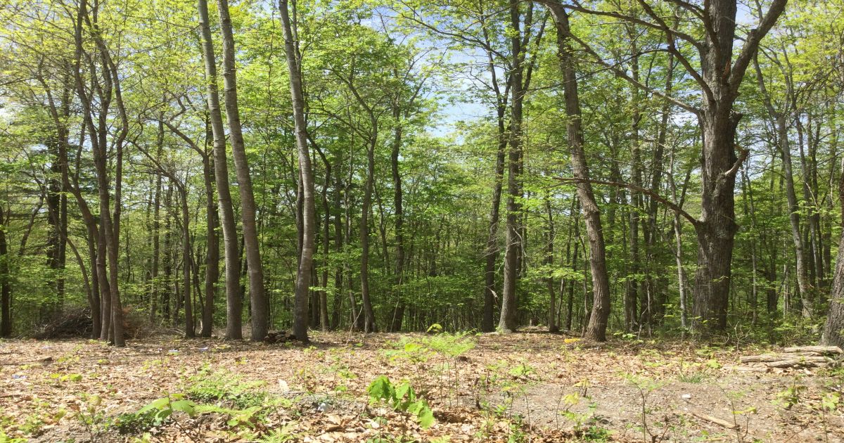 Red Oak Realty, wv Wayside, WV 10.6 wooded acres surface rights. 100