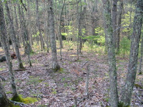WOODED LOT