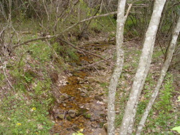 creek at the bottom