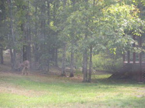 cute deer at left in front of cabin!