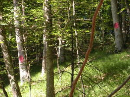 National Forest Border!